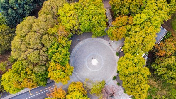 Quelle est la viabilité d'utiliser des drones pour planter des arbres dans des zones difficilement accessibles ?